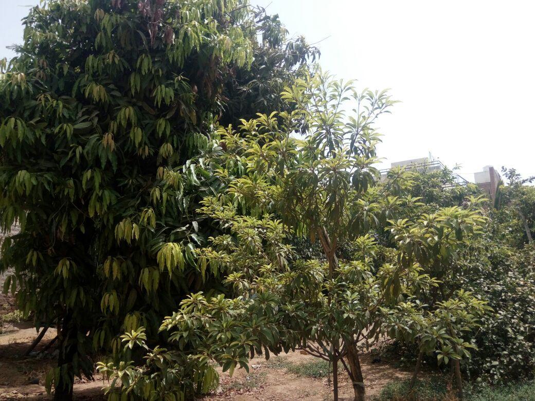 Nature Trail Camps & Homestay Jodhpur  Eksteriør billede